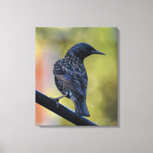 Starling Leinwanddruck