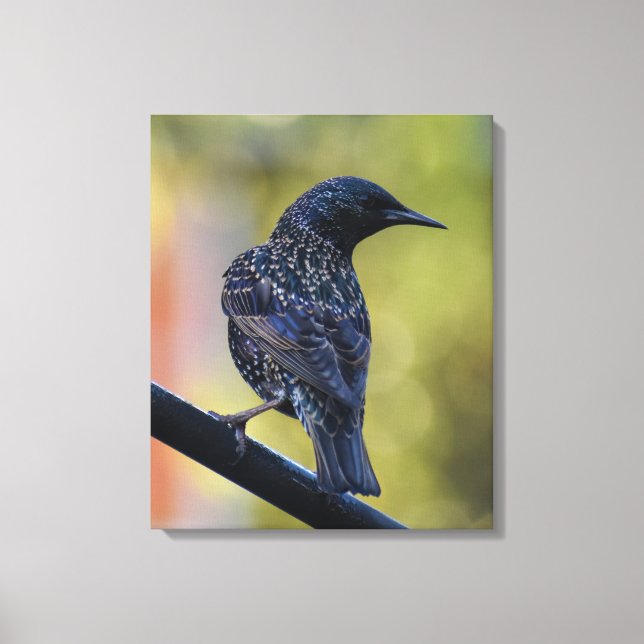 Starling Leinwanddruck (Vorderseite)