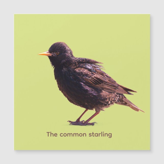 Starling  magnetkarte (Vorderseite)