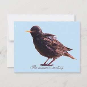 Starling  mitteilungskarte
