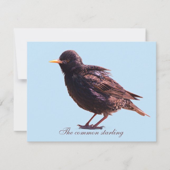 Starling  mitteilungskarte (Vorderseite)