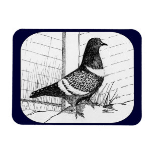 Starling Pigeon 1973 Magnet