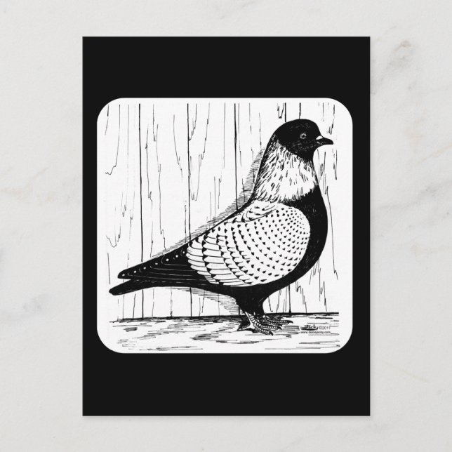 Starling Pigeon Silver-laced 1979 Postkarte (Vorderseite)