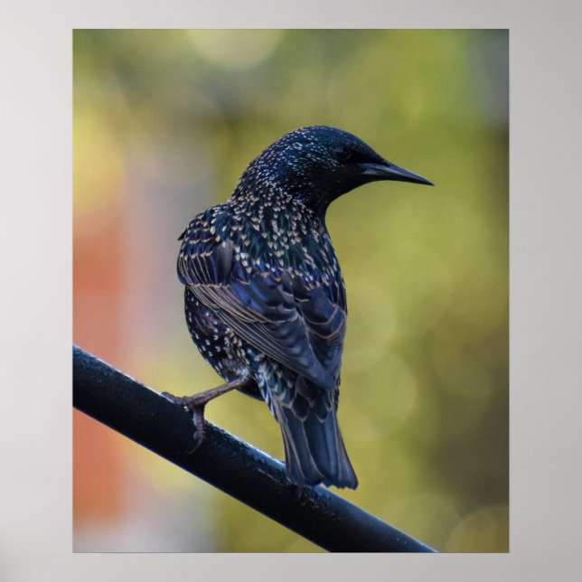 Starling Poster (Vorne)