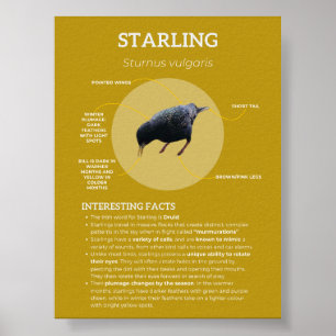 Starling Poster