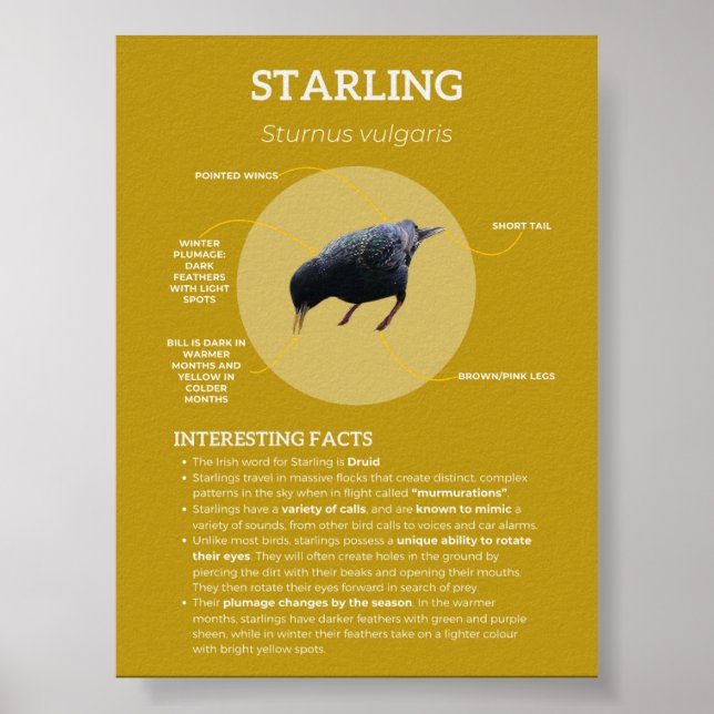 Starling Poster (Vorne)