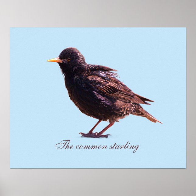 Starling  poster (Vorne)