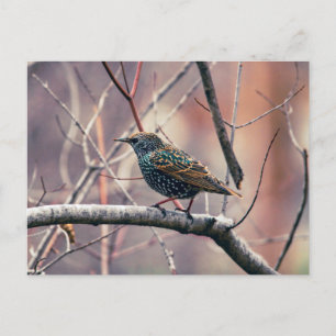 Starling Postkarte