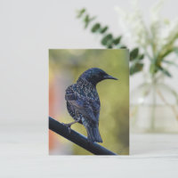 Starling