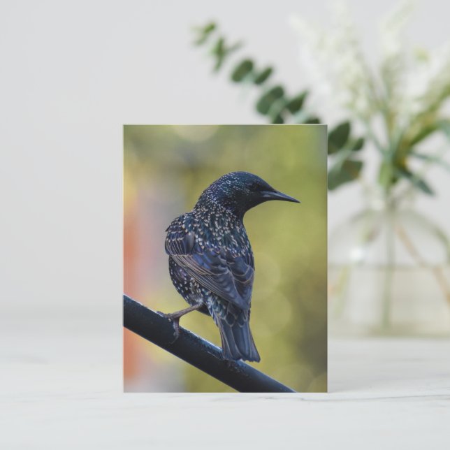 Starling Postkarte (Stehend Vorderseite)