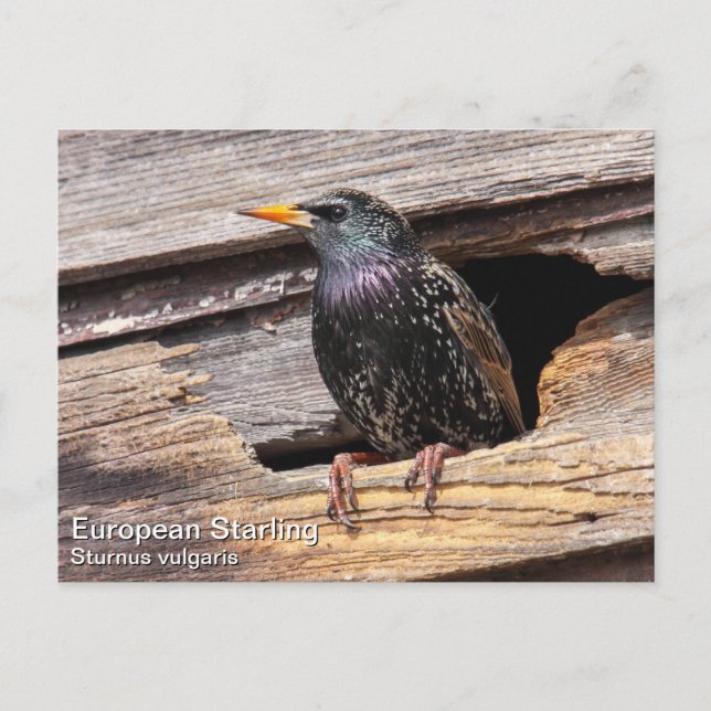 Starling Postkarte (Vorderseite)