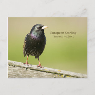 Starling Postkarte