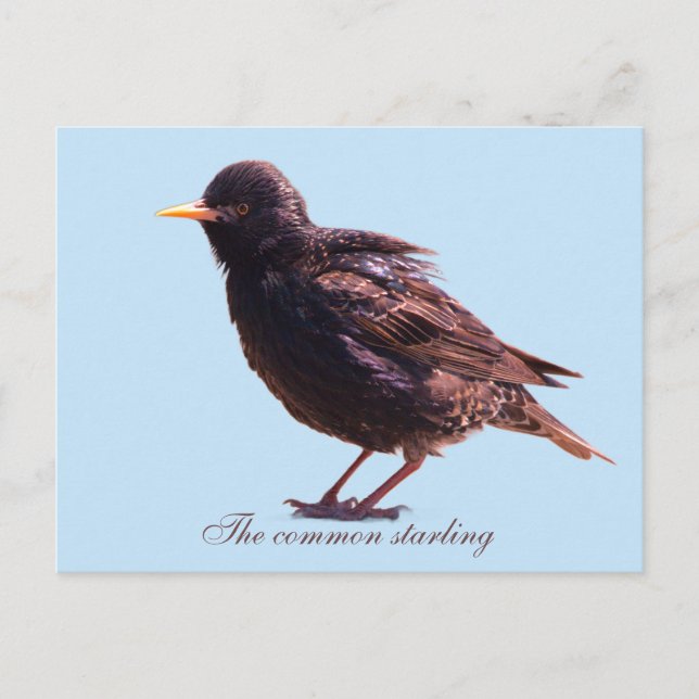 Starling  postkarte (Vorderseite)