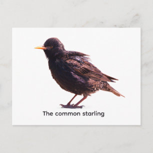 Starling postkarte