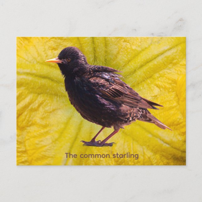 Starling  postkarte (Vorderseite)