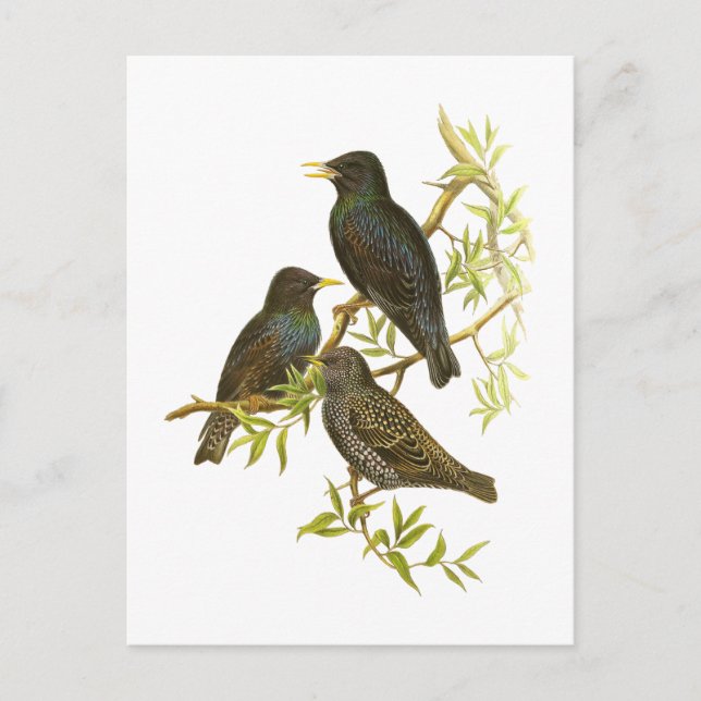 Starling Postkarte (Vorderseite)
