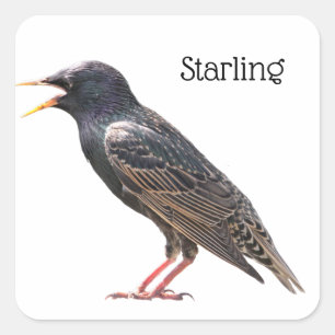 Starling Quadratischer Aufkleber