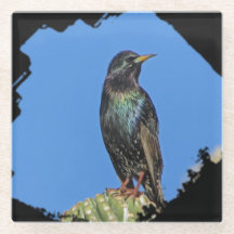 Starling Saguaro Cactus Beautiful Southwest Bird