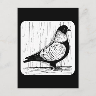 Starling Taube Silberdurchwirkt 1979 Postkarte