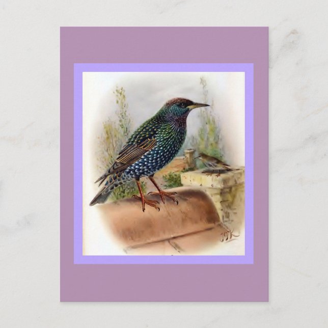 Starling Vintag Bird Illustration Postkarte (Vorderseite)