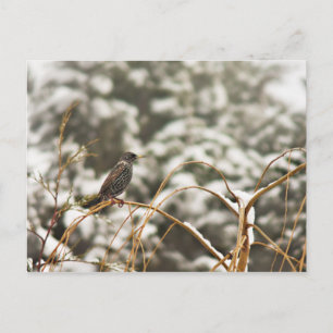 Starling-Vogel im Schnee Postkarte