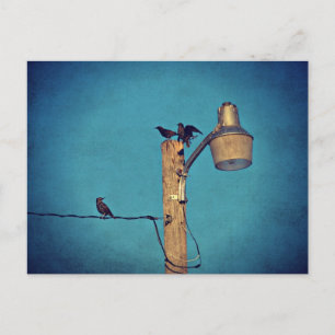 Starlings Postkarte