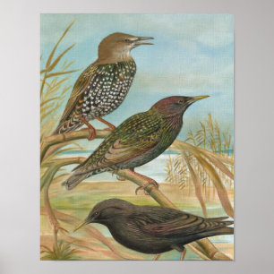 Starlings Vintag Bird Illustration Poster