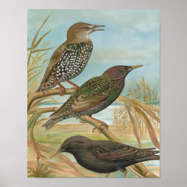 Starlings Vintag Bird Illustration Poster (Vorne)