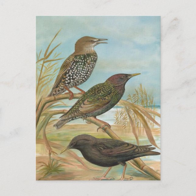 Starlings Vintag Bird Illustration Postkarte (Vorderseite)