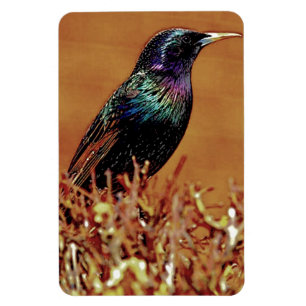 Starlings-Vogel-Fotografie Magnet
