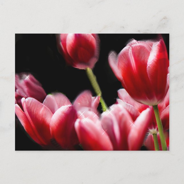 STARRED PINK TULIPS POSTKARTE (Vorderseite)