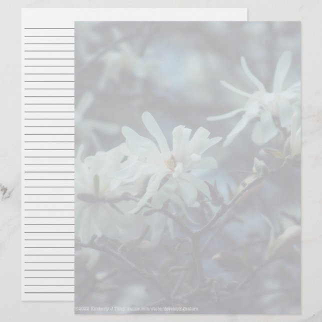 Starry Magnolia 3 172 (Vorne/Hinten)