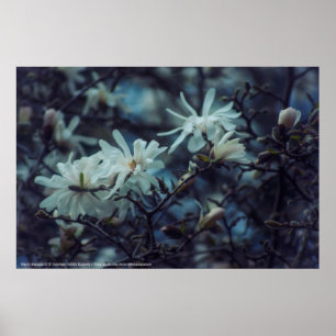 Starry Magnolia 3 172 Poster