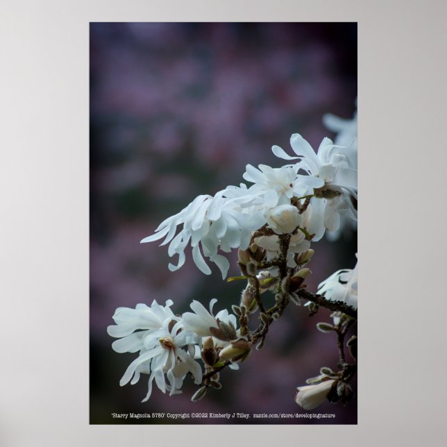Starry Magnolia 5780 Poster (Vorne)