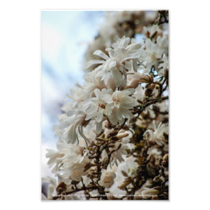 Starry Magnolia 5781 Fotodruck