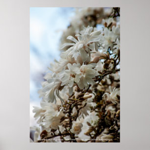 Starry Magnolia 5781 Poster