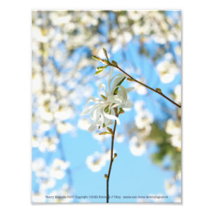 Starry Magnolia 6490 Fotodruck