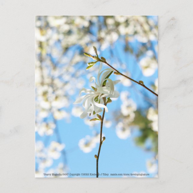 Starry Magnolia 6490 Postkarte (Vorderseite)