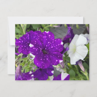 Starry Night Petunia Postkarte