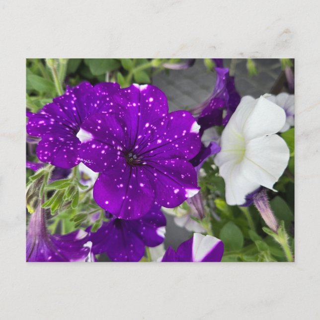 Starry Night Petunia Postkarte (Vorderseite)