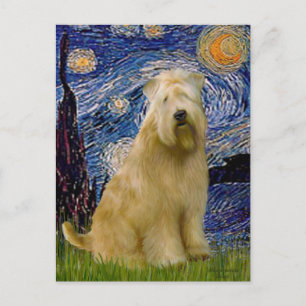 Starry Night (V) - Wheaten Terrier Postkarte
