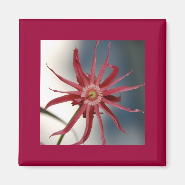 Starry Orchid Magnet (Vorne)