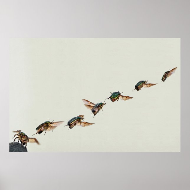 Start von Cetonia aurata Poster (Vorne)