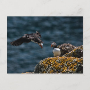 Start von Puffin Postkarte