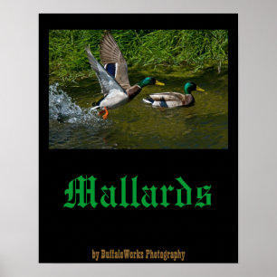 Startplakat von Mallard Poster