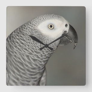 Stately African Grey Parrot Quadratische Wanduhr