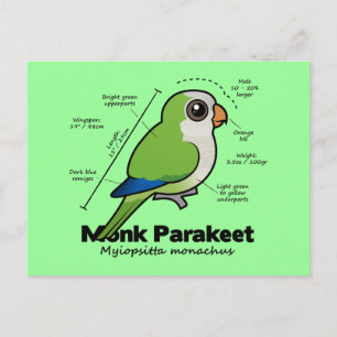 Statistik zum Mondparakeet Postkarte