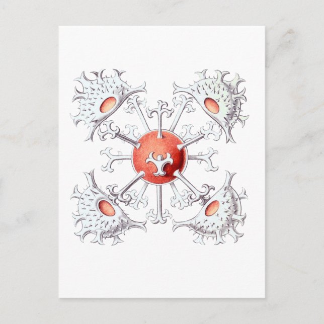 Staurastrum Postkarte (Vorderseite)