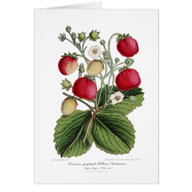 Stawberry (Vorne)