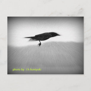 Stealth Crow (Begriffsklärung) Postkarte